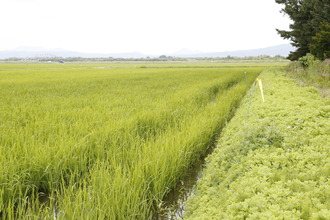 ハーブが植えられた水田の様子